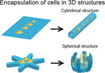 Fig. 1: Encapsulation of cells using the principle of thin-film self-assembly