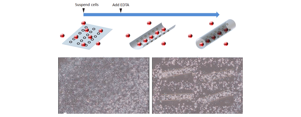 Figure 3. Removal of sacrificial layer and cell encapsulation process by adding ethylenediaminetetraacetic acid (EDTA)