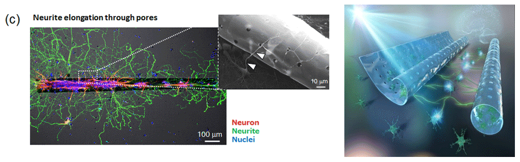 Figure 4. (c) Fluorescent images of encapsulated neurons, elongated axons, and their nuclei.