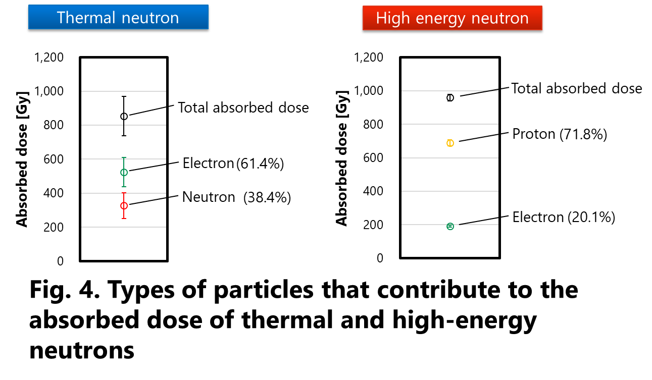 Fig. 4. Type of particles that contribute to the absorbed dose of thermal and high-energy neutrons