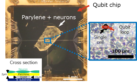 Fig. 4 Neurons cultured on a parylene film.