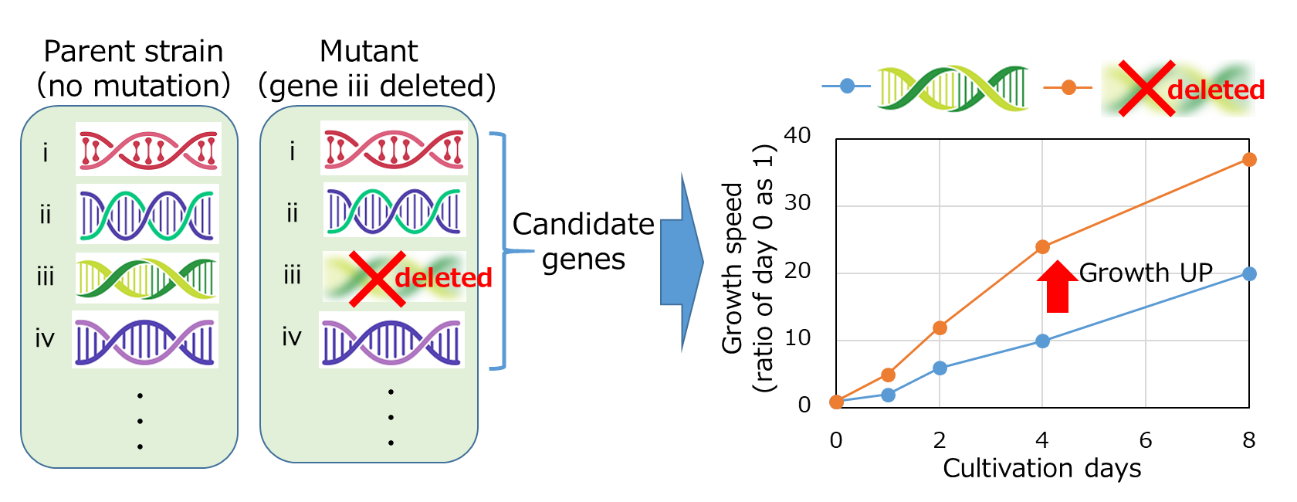 Figure 1　Selection method for genes involved in CO2 absorption