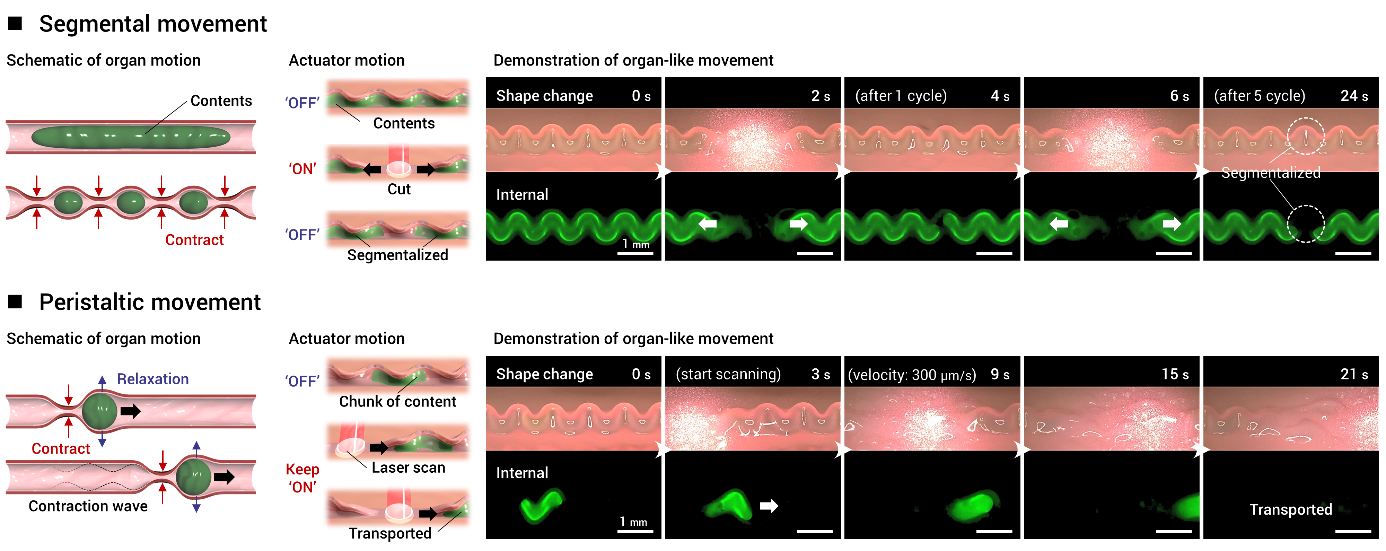 Figure 3: Demonstration of organ-like movements