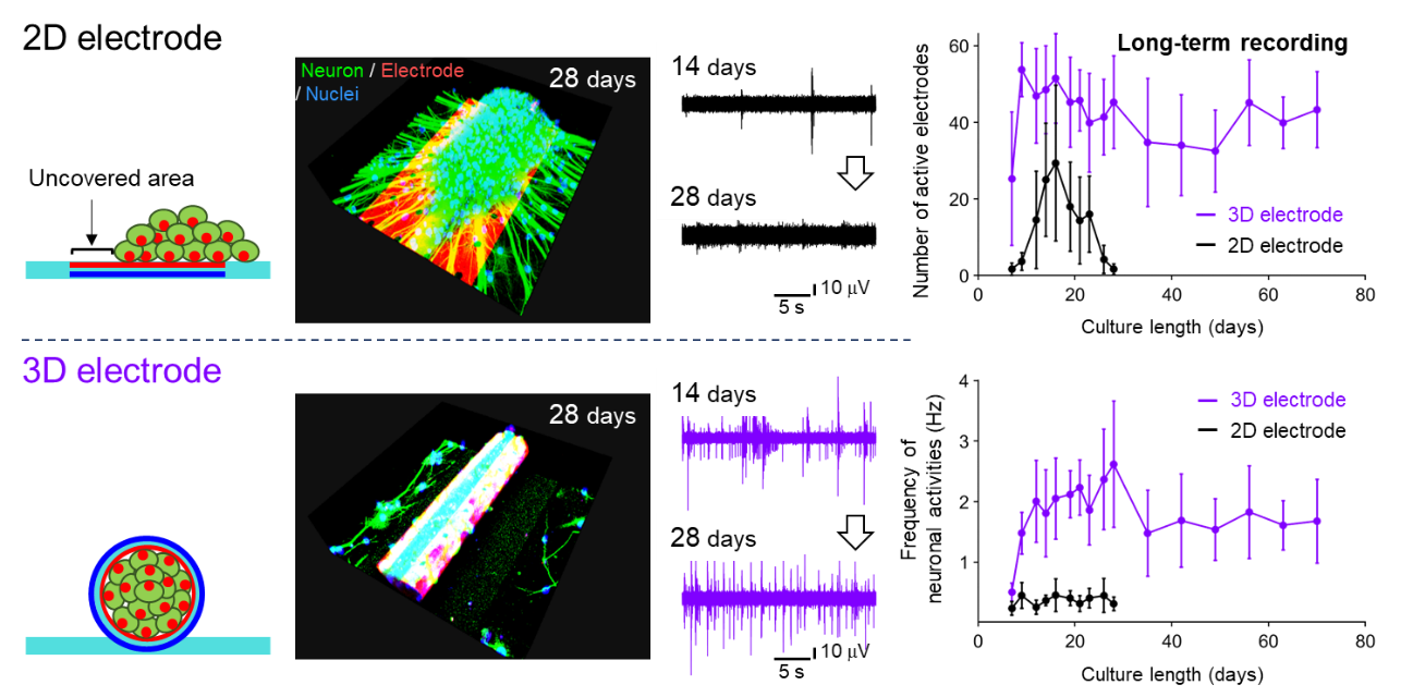 Figure 2. Long-term measurements from 3D neuronal aggregates.