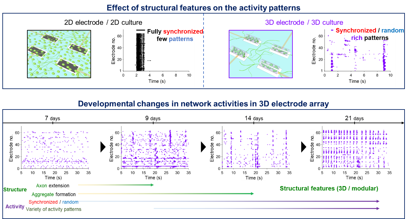 Figure 3. Evaluation of network dynamics and its developmental changes.