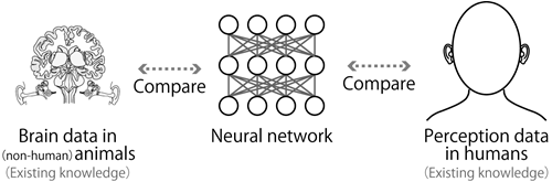 Figure 1 Framework of this study. The responses of the NN trained on natural sounds were compared with human perception and brain activity, which advanced our understanding of perceptual functions and their mechanisms.