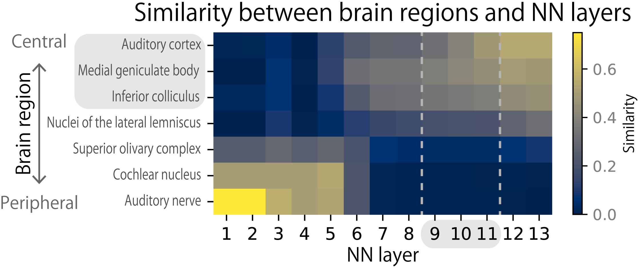 Figure 4 Correspondence between NN layers (horizontal axis) and brain regions (vertical axis). The brightness of the colors indicates similarity. The layers showing human-like AM detection thresholds in Figure 3 (around layers 9-11, gray background on the horizontal axis) are similar to the inferior colliculus, the medial geniculate body, and the auditory cortex (gray background on the vertical axis).