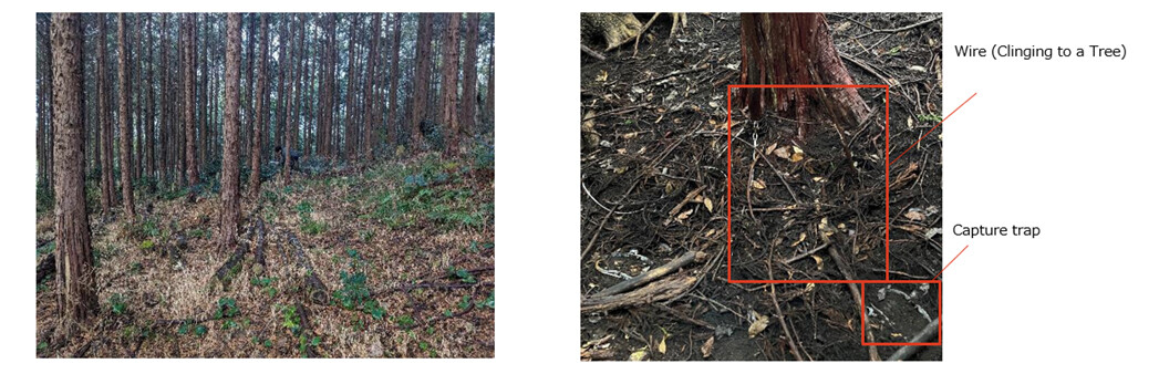 Figure 2 Hunting Point in the Forest (Left: Hunting point, right: Trap installation)