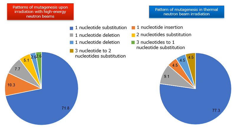 Figure 3 Mutation pattern detected in the gene into which the mutation was introduced / Numbers in the figure indicate the percentage of total mutations detected.