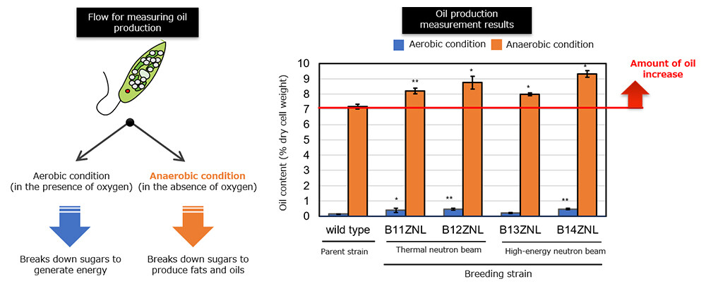 Figure 4 Amount of oils by the acquired breeding strains / Left: description of aerobic conditions and anaerobic conditions under which oils are produced (anaerobic conditions cause cells to break down sugars to produce oils). Right: Quantitative measurement of the amount of oil (B11ZNL and B12ZNL were obtained by thermal neutron beam irradiation, and B13ZNL and B14ZNL were obtained by high-energy neutron beam irradiation.)
