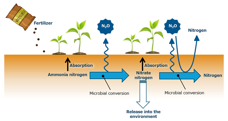 Figure 2 Overview of the Conversion of Nitrogen Compounds by Microorganisms in Soil. Soil Microorganisms Convert Ammonia Nitrogen to Nitrate Nitrogen, Nitrate Nitrogen to Nitrogen, And Nitrous Oxide (N2O) to Nitrogen.