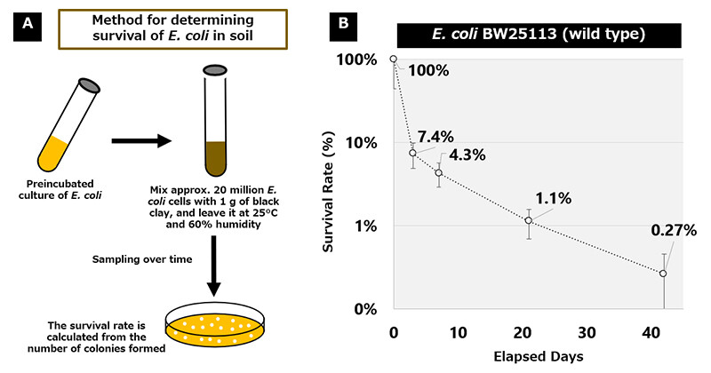 Figure 3 Experimental System for Measuring the Survival Rate of E. coli in Soil (A) and Transition of the Survival Rate of the Wild Type Strain of E. coli in Soil (B)