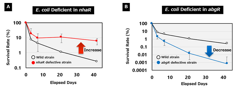 Figure 4 An Example of an Experimental Result of a Transcription Factor That Greatly Affected the Survival Rate of E. coli in Soil. (A) Deletion Increases Survival; (B) Deletion Decreases Survival.