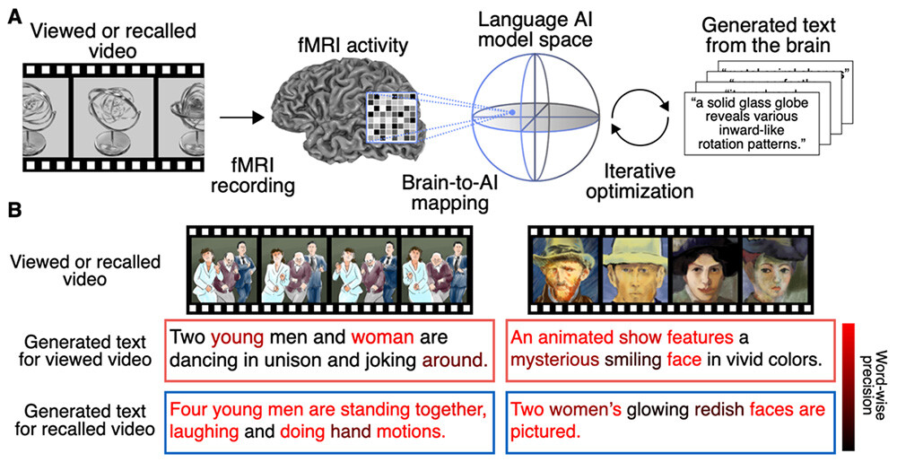 Figure 1 Overview and key results of this study. (A) Overview of the proposed Mind Captioning technology. fMRI brain activity signals4 measured while a person views or recalls a video are mapped onto the feature space of a language AI model (a deep language model)5 using machine-learning methods. Text is then generated through iterative optimization, during which the system searches for candidate text whose features more closely match those predicted from the observed brain activity. This process enables the generation of sentences that reflect the semantic content of the viewed or recalled video directly from brain activity. (B) Examples of the video stimuli used in the experiment (top) and the text generated from brain activity recorded during perception or recall of those videos (bottom). In the generated text, tokens (referred to as “words” in the figure and below) that are semantically similar to words in human-created reference descriptions of the video content are shown in deeper red. For both the perception and recall conditions, the generated text captures the content of the viewed or recalled videos and is structured, containing words that are semantically similar to those in the reference descriptions. These results demonstrate that the viewed or recalled video can be identified using only the text generated from brain activity.