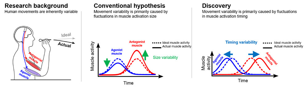 Figure 1 Overview of the study. The results reveal that variability in human movement is more closely associated with fluctuations in the timing of muscle activation than with fluctuations in muscle activation size, which has been the conventional explanation.