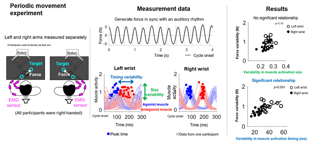 Figure 3 (Left) Periodic movement task and muscle activity measurements. (Middle) Muscle activity for each cycle was extracted from the periodically generated force, and variability in activation size and activation timing was calculated (example from a typical participant, wrist muscles). (Right) Variability in force production is not associated with variability in muscle activation size but is significantly associated with variability in muscle activation timing (wrist example). Variability in muscle activity was evaluated using the average values of the agonist and antagonist muscles.