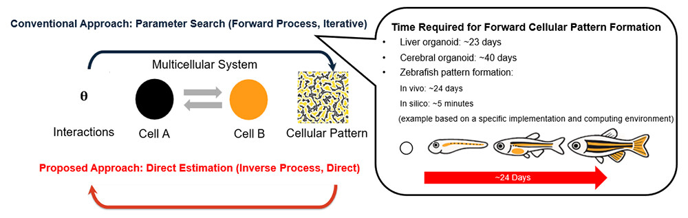 Figure 1. Direct Estimation of Cell-Cell Interactions from Cellular Patterns