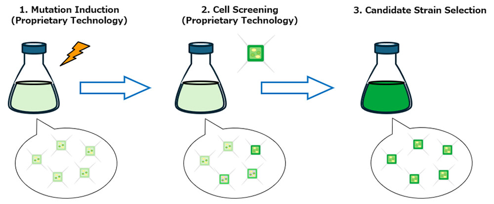 Figure 2. Breeding workflow for the diatom strains.