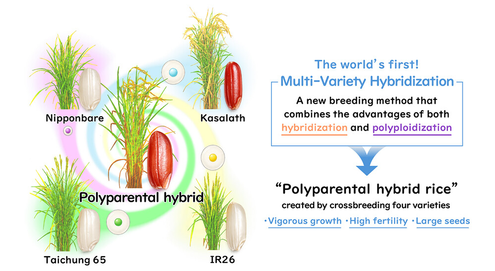 Figure 1. Overview of the study
