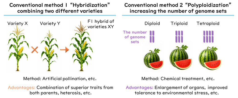Figure 2. Overview of conventional breeding methods: hybridization and polyploidization