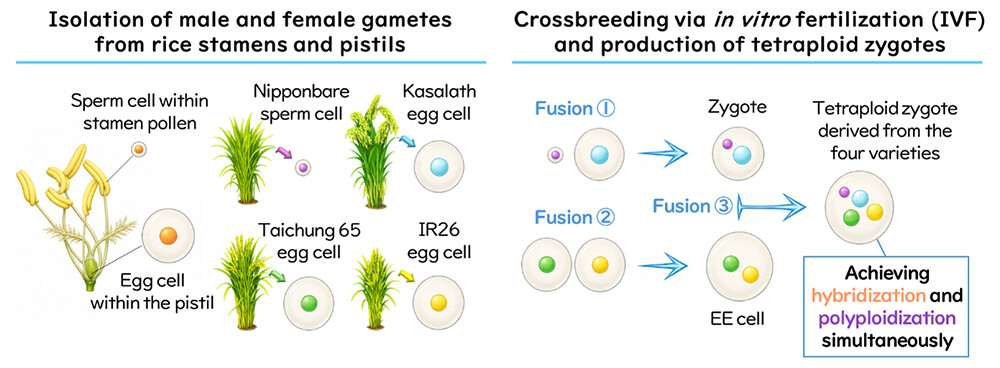 Figure 3. Overview of the multi-variety hybridization technology for simultaneous hybridization of four rice varieties