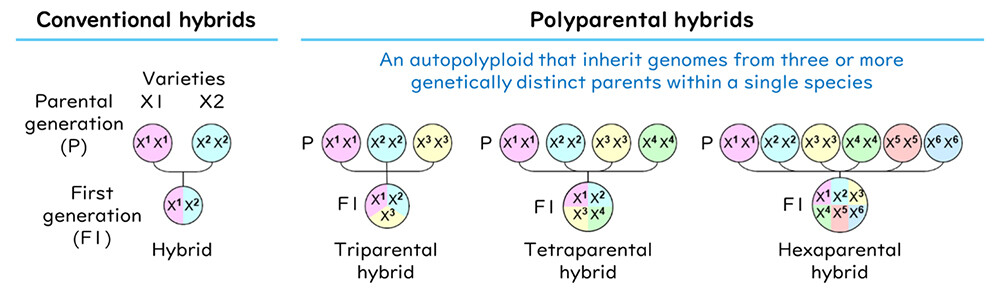 Figure 6. Definition of a polyparental hybrid