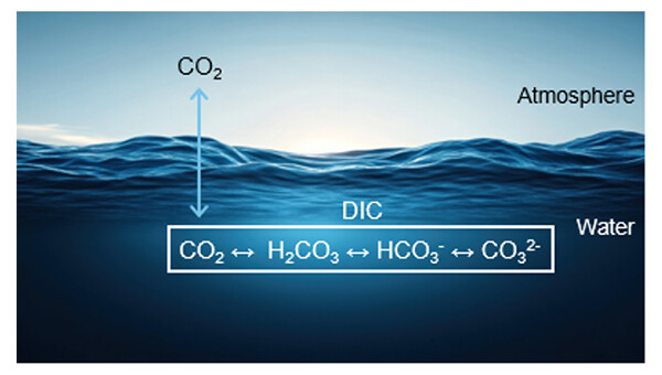 Figure 2. Forms of CO₂ in aqueous solution