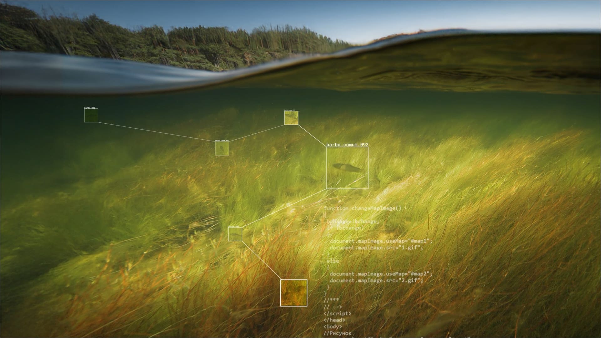 Image of “Fishnet Vision: Improving biodiversity through AI“
