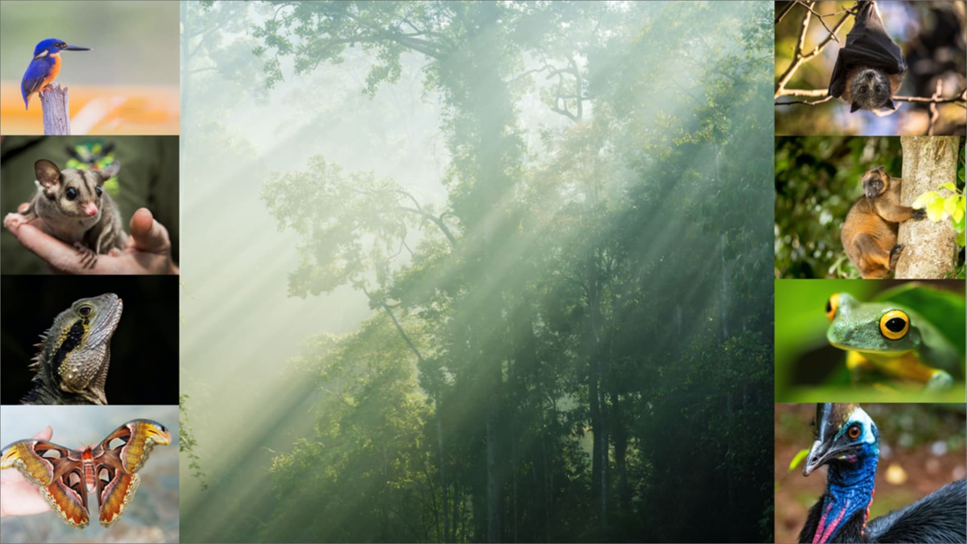 Image of “SMART Rainforest“