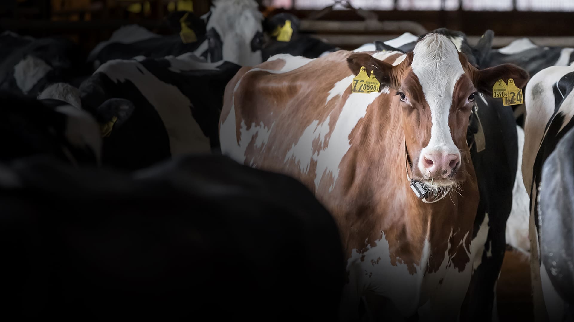 Image of “Animal Welfare and AI: Pioneering the Future of Livestock Farming“