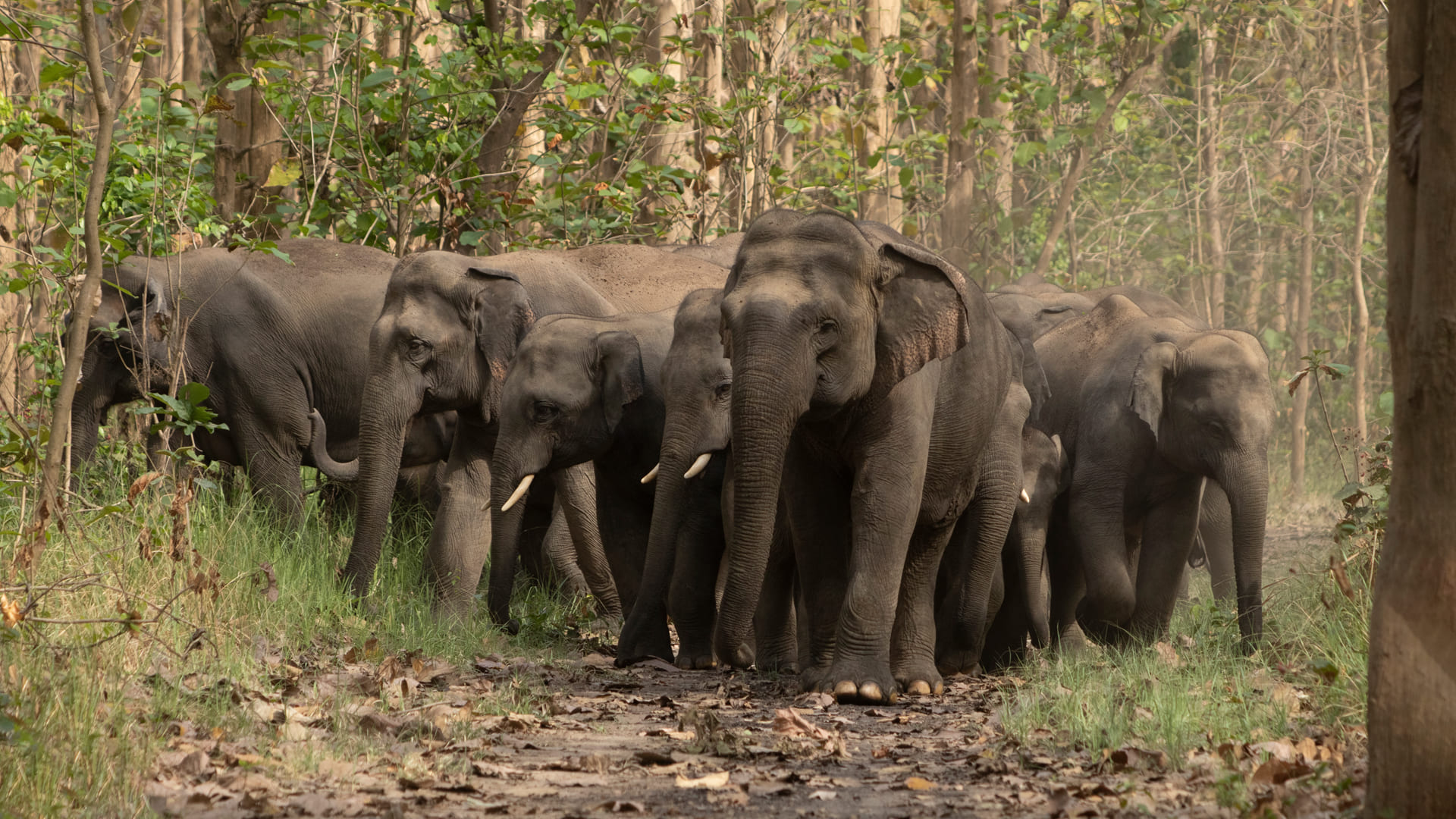Image of “Conflict to Coexistence: Tech for Elephants“
