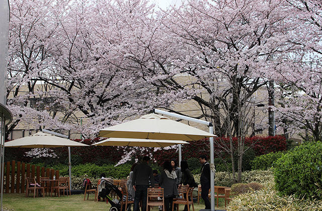 「武蔵野桜まつり」の様子