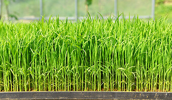 画像：直立に成長するササニシキの力強い苗の写真。ここまで成長してやっと田植えすることができます。