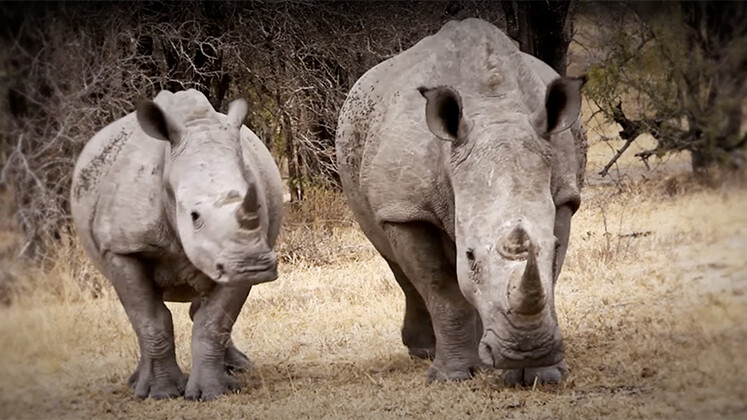 Connected Conservation believes our children deserve a world in which rhinos roam free