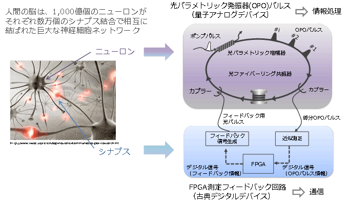 図1：光パラメトリック発振器と量子測定フィードバックから構成される量子ニューラルネットワーク
