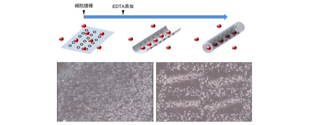 図3：エチレンジアミン四酢酸（EDTA）添加による犠牲層の除去と細胞の内包化プロセス