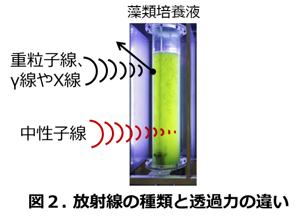 図2.放射線の種類と透過力の違い