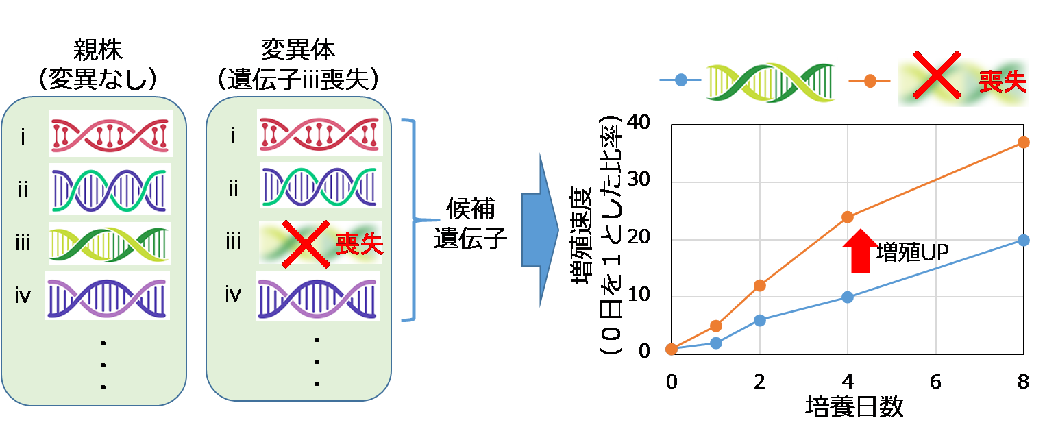 図1　CO2吸収に関わる遺伝子の選定手法