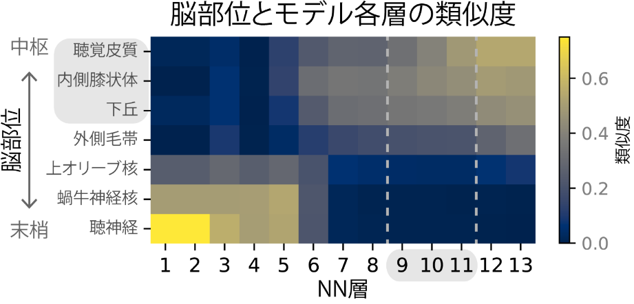 図4．NNの層（横軸）と脳部位（縦軸）との対応。色の明るさで類似度を示した。図3で人間のようなAM検出閾値を示した層（9-11層目付近、横軸の灰色背景）が、下丘・内側膝状体・聴覚皮質（縦軸の灰色背景）と類似していることがわかる。