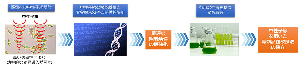 図1. 中性子線を用いた藻類の品種改良技術確立の研究フロー