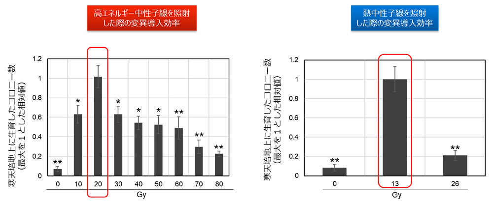 図2. 中性子線の吸収線量と変異導入効率関係の明確化　各種類の中性子線を図に示した吸収線量（Gy）になるように照射した。その際に出現したコロニー数の最大値を1とした際の相対値として示している。