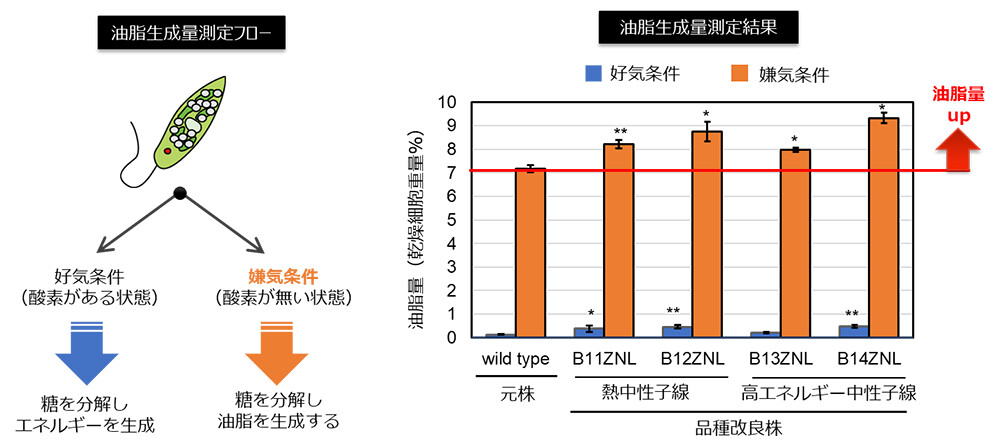 図4. 取得された品種改良株の油脂生成量　左図：好気条件と油脂が生成される嫌気条件の説明（嫌気条件になると細胞が持つ糖を分解して油脂を生成する）　右図：油脂の量を定量的に測定した結果（B11ZNLとB12ZNLは熱中性子線照射によって、B13ZNLとB14ZNLは高エネルギー中性子線照射によって取得された品種改良株）