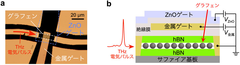 図3（a）：図2（a）の導波路上にグラフェンデバイスを挿入することで、THz電気パルスをグラフェンプラズモンに変換した。（b）：グラフェンデバイスの断面模式図。金属ゲートによりグラフェンプラズモンの位相・振幅を制御し、ZnO（酸化亜鉛）ゲートにより、電気パルスとプラズモンの変換効率を高めた。