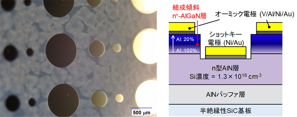 図1：AlN SBDの光学顕微鏡写真（左図）とデバイス構造の断面図（右図） 左図：AlN系SBDの光学顕微鏡像。円形パターンがショットキー電極。右図：デバイス構造の断面図。組成傾斜n型AlGaN層/n型AlN層は有機金属気相成長法（MOVPE）により炭化ケイ素（SiC）基板上に成長。反応性イオンエッチングにより組成傾斜n型AlGaN層の一部を除去することでn型AlN層を露出させ、その上にショットキー電極を形成。