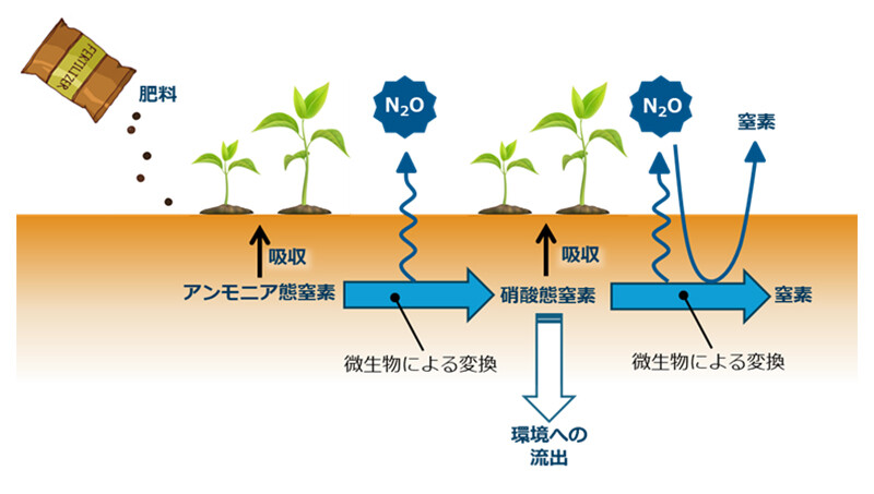 図2. 土壌中の微生物による窒素化合物の変換の概要 土壌中の微生物により、アンモニア態窒素から硝酸態窒素、硝酸態窒素から窒素、亜酸化窒素（N2O）から窒素への変換が行われる。