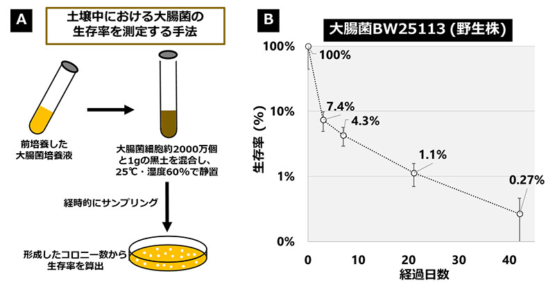 図3. 土壌中における大腸菌の生存率を測定する実験系（A）と、土壌中における大腸菌野生株の生存率の遷移（B）