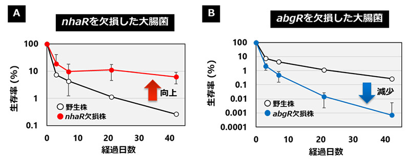 図4. 大腸菌の土壌中生存率に大きな影響を与えた転写因子の実験結果例 （A）欠損させることで生存率が向上、（B）欠損させることで生存率が低下。