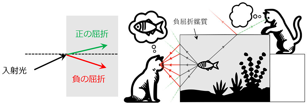 図1: 光の負の屈折 （左）媒質（灰色のボックス）の界面における光の屈折。正の屈折（緑）では、界面で屈折したビームは、法線（破線）に対して上方側を通過するのに対し、負の屈折（赤）では法線に対して下方側を通過する。（右）負の屈折を生じる媒質（灰色のボックス）中の魚の像。魚の像は、空気との界面において（赤線のように）負の屈折を起こすため、左側の猫の目に向けては集光する一方で、右側の猫の目には入らず、あさっての方向に向かう。比較のために、媒質が通常の正の屈折を生じる場合の屈折を図に緑点線で例示した。このように、負の屈折現象は日常的にみる正の屈折現象とはかけ離れており、それが光学迷彩技術や回折限界を超えたレンズという応用に繋がるとされている。