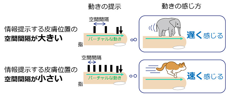 図1. 皮膚上を動く物体の速さの感じ方が、動きの提示の際の空間間隔によって変わる錯覚を発見。同じ速さで動く物体であっても、提示の空間間隔が大きい場合は遅く感じ、提示の空間間隔が小さい場合は動きを速く感じる。