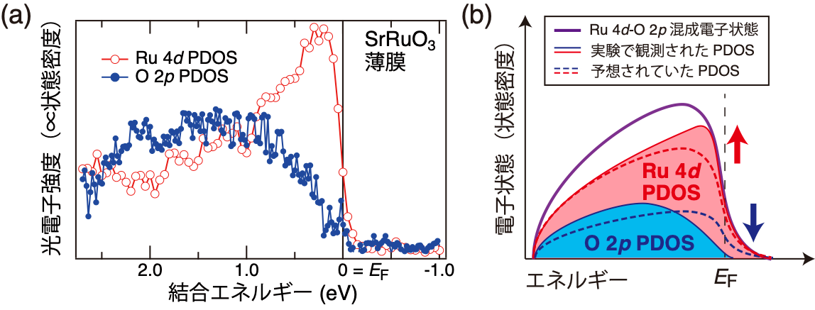 図1：機能性酸化物SrRuO3の電子状態 （a）光電子分光で観測されたRu 4d電子軌道（赤色）とO 2p電子軌道（青色）に由来する部分状態密度（PDOS）。（b）Ru 4d-O 2p混成状態の概略図。破線で示すように、Ru 4dとO 2p PDOSは大きさが異なるが同じ形状をしていると考えられていた。実線は実験から得られたそれぞれの軌道のPDOS（赤色と青色）と、それらの足し合わせであるRu 4d-O 2p混成状態（紫色）を示す。既存の理論による予想に反して、Ruの電子軌道由来の部分状態密度Ru 4d PDOSとO 2p PDOSは異なる形状を示す。Ru 4d PDOS（赤色）はフェルミエネルギーEFで状態密度が大きく金属的だが、O 2p PDOS（青色）はEFで状態密度がほぼゼロであり絶縁体に近い状態になっている。矢印は予想と比べたそれぞれのPDOSの変化（Ru 4d PDOSは予想より大、O 2p PDOSは予想より小）を表す。